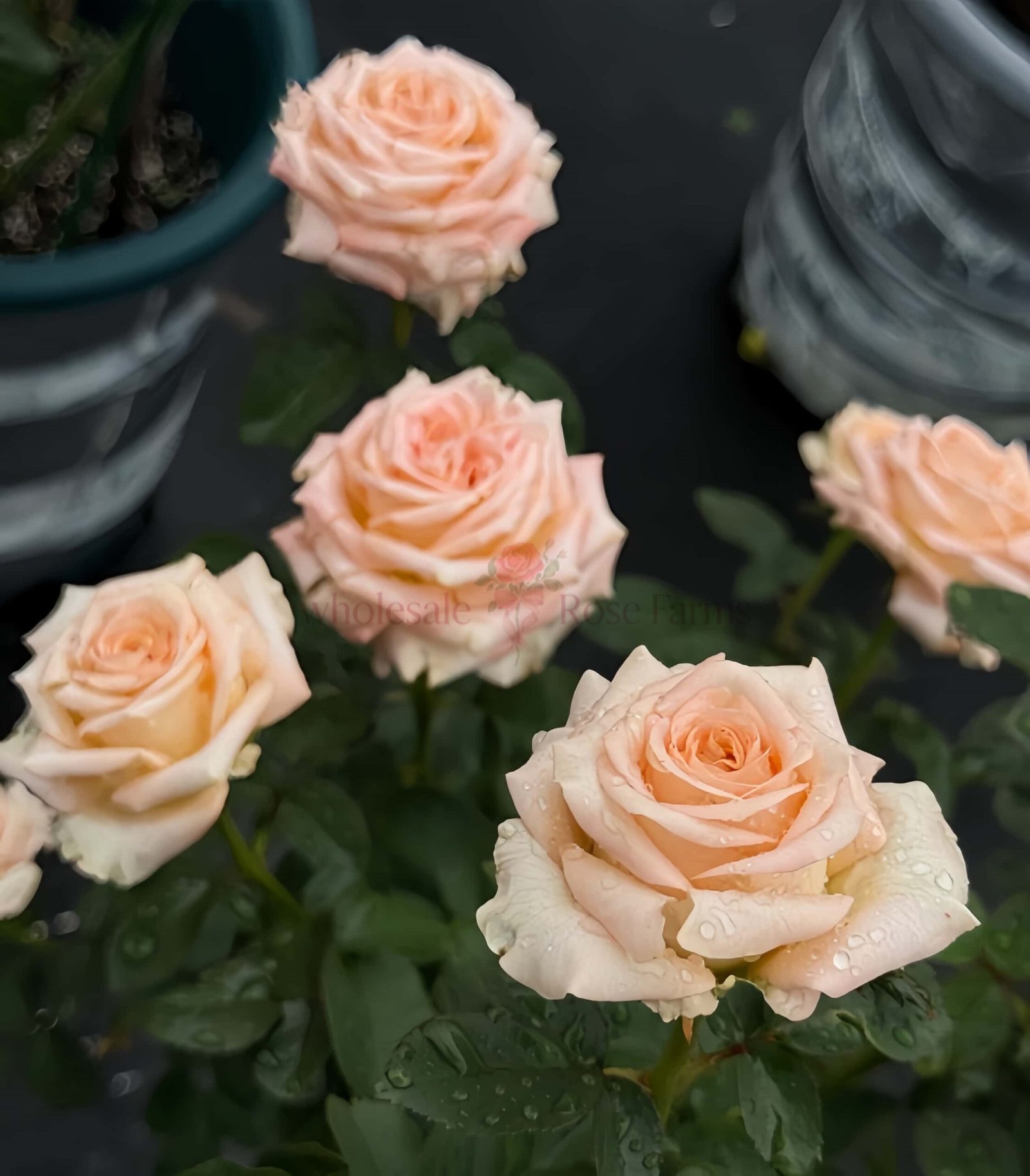 Yanluo Rose plant丨Wholesale Rose Farms