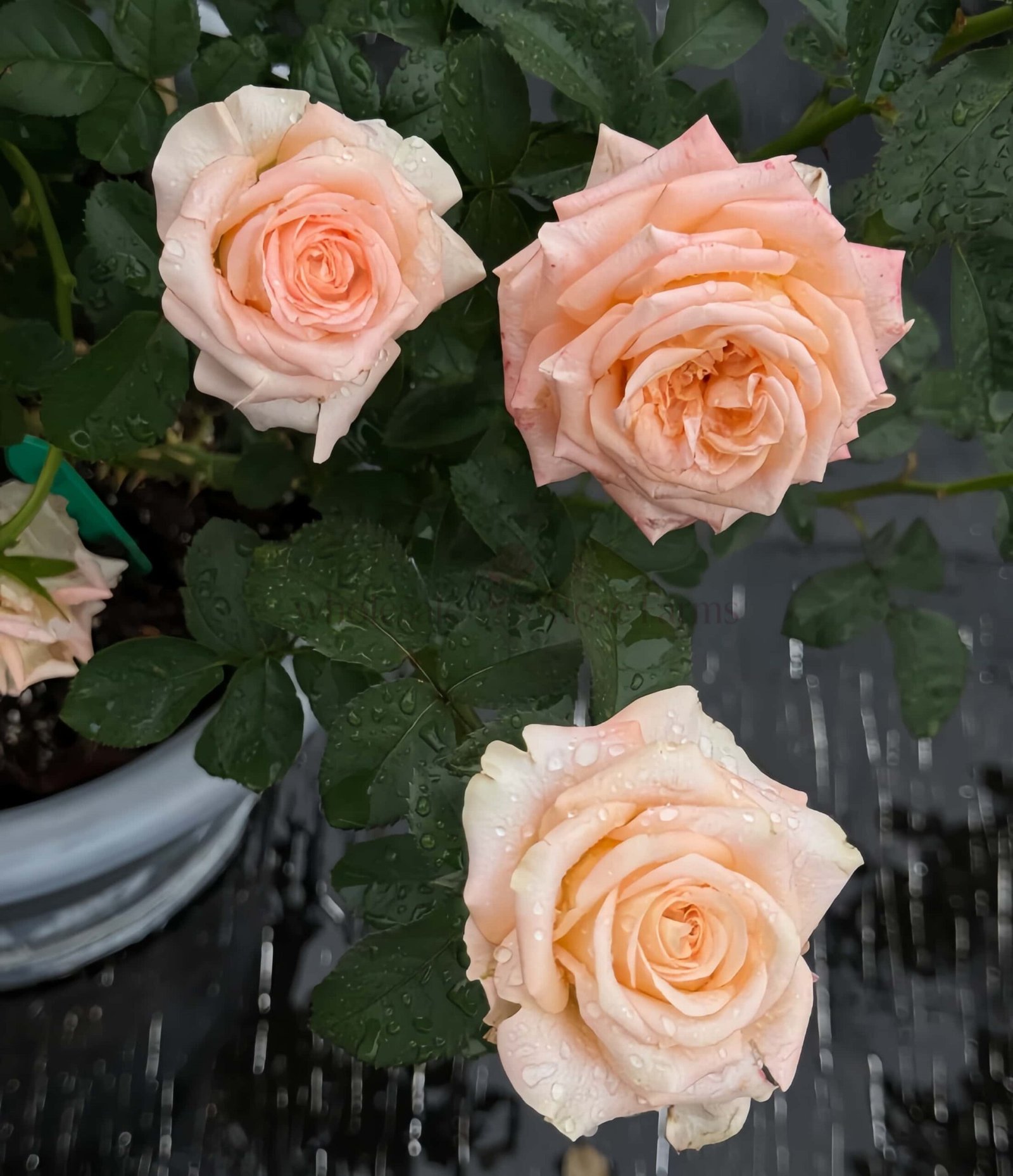 Yanluo Rose丨Wholesale Rose Farms