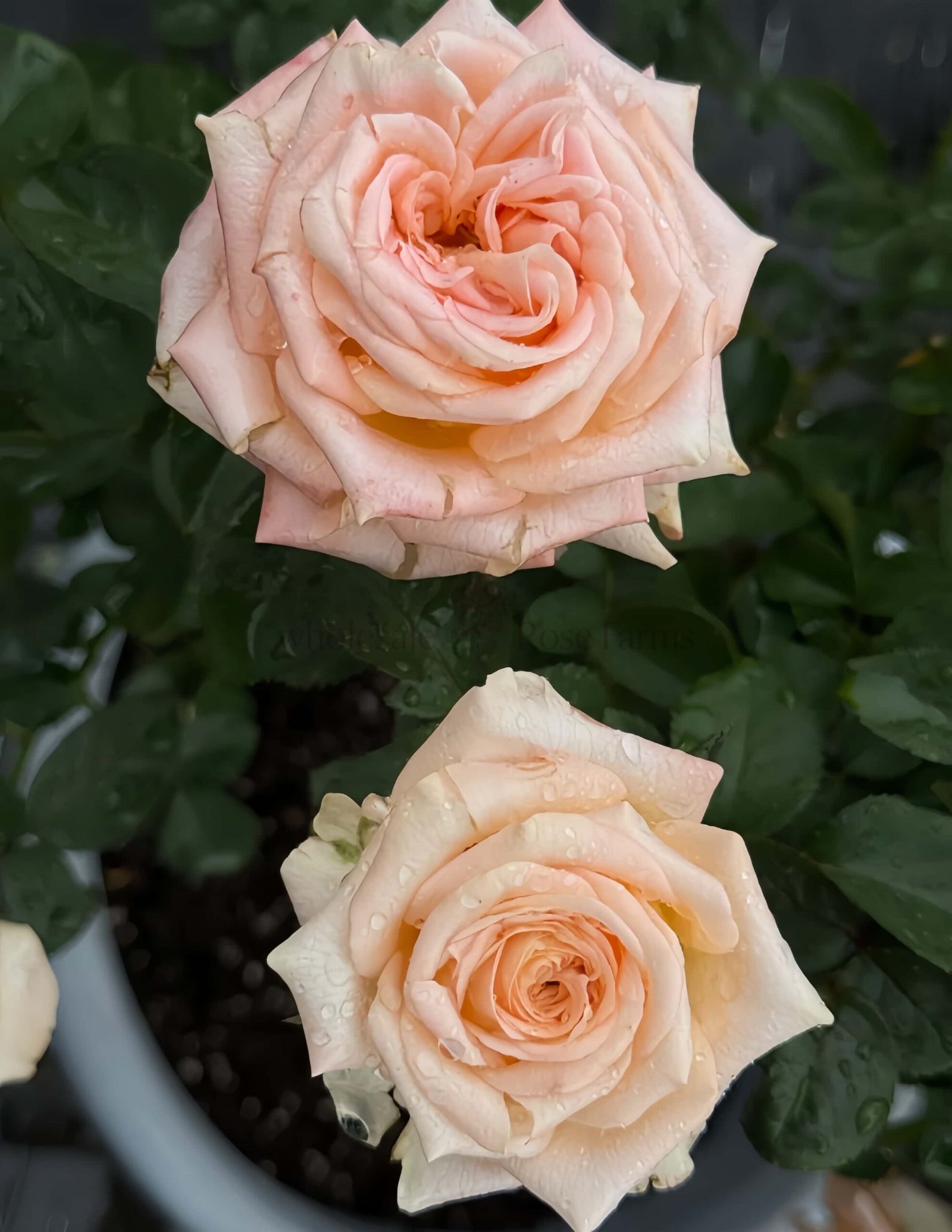 Yanluo Rose for Wholesale丨Wholesale Rose Farms