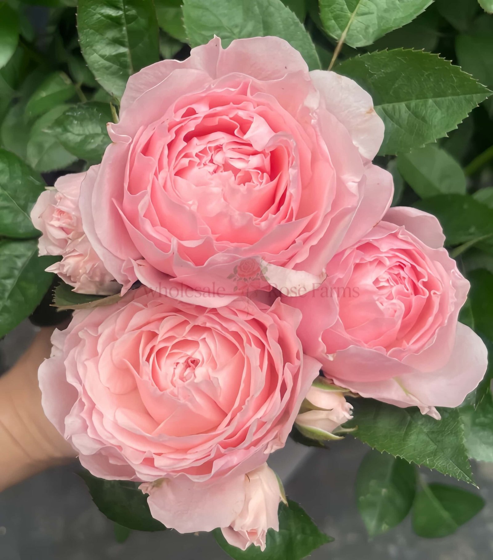 Yu Zhi Rose plant丨Wholesale Rose Farms