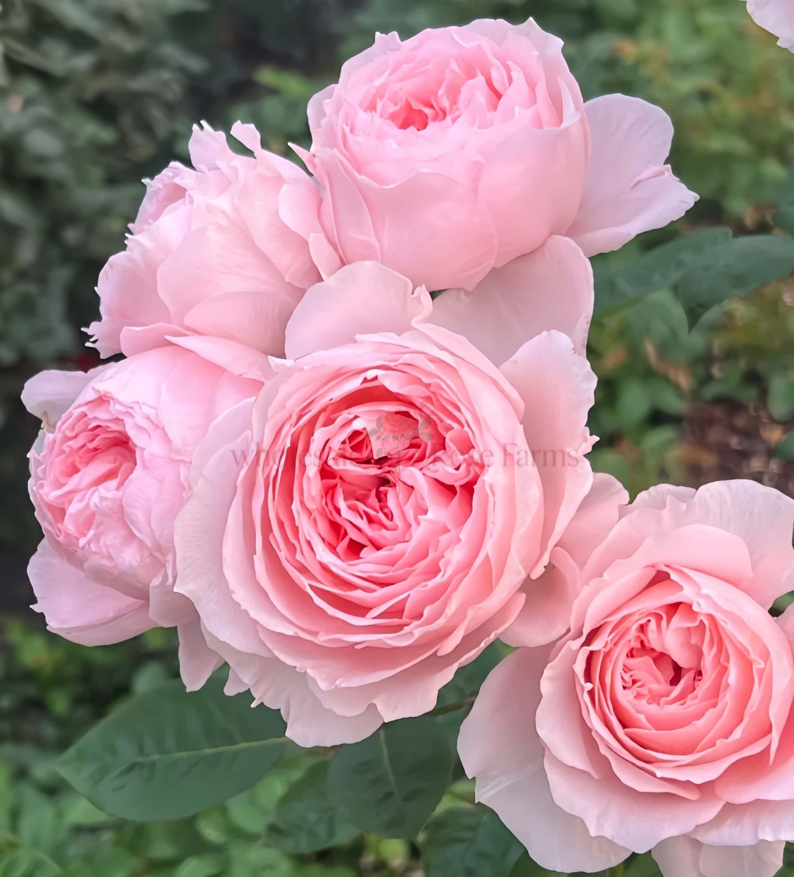 Yu Zhi Rose丨Wholesale Rose Farms