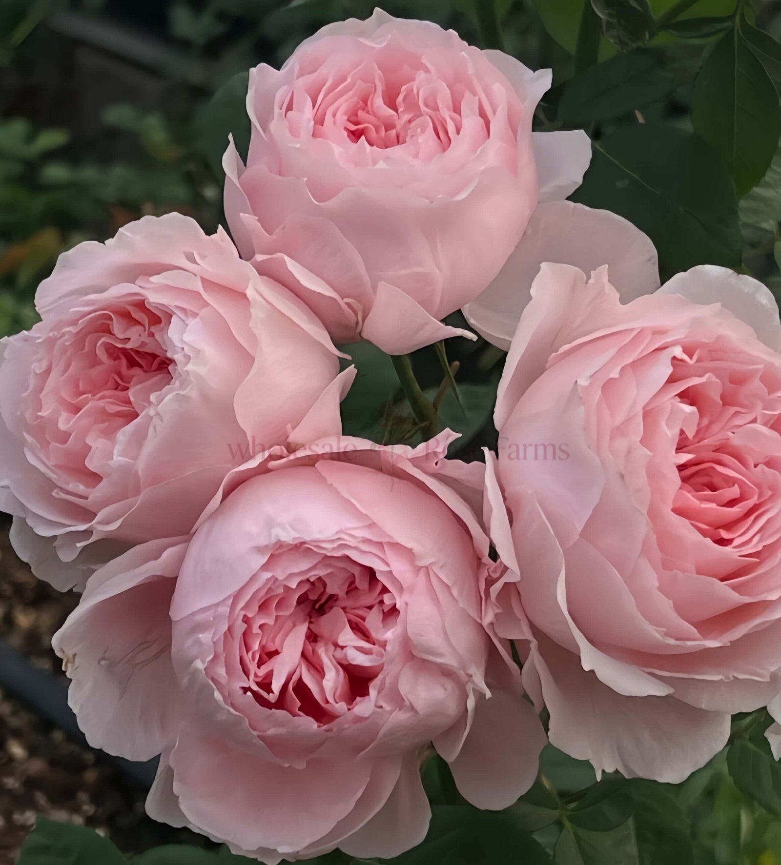 Yu Zhi Rose for Wholesale丨Wholesale Rose Farms