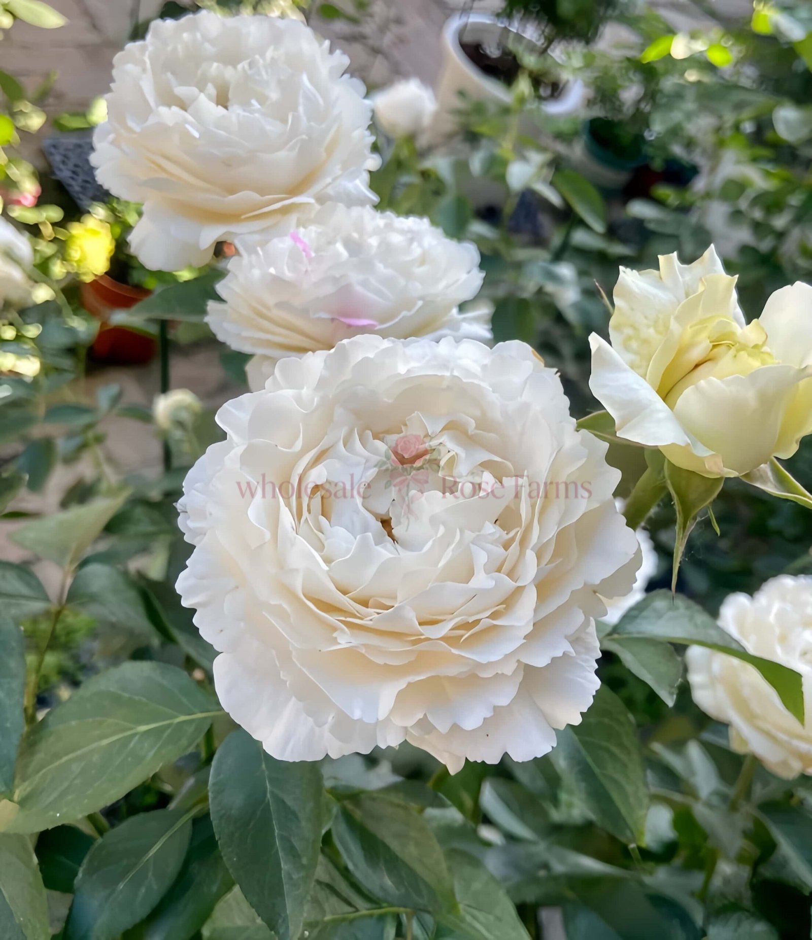 Yves Cullum Rose plant丨Wholesale Rose Farms