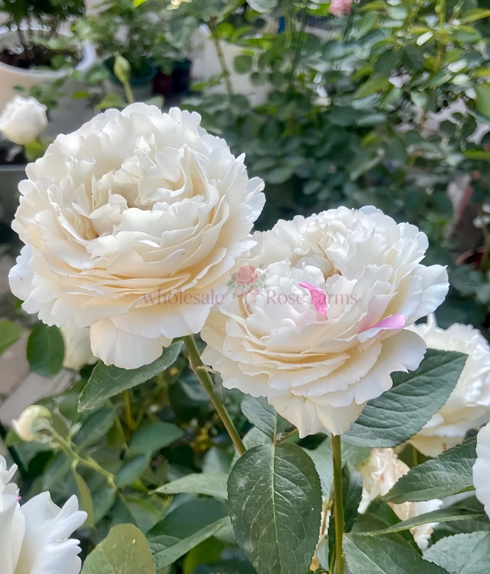 Yves Cullum Rose丨Wholesale Rose Farms