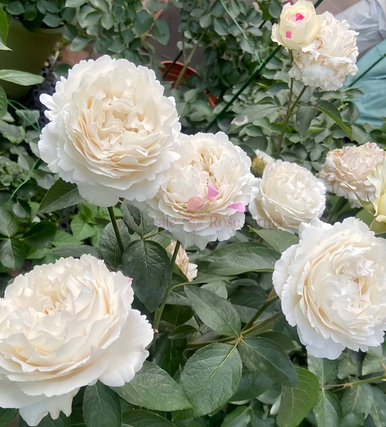 Yves Cullum Rose for Wholesale丨Wholesale Rose Farms
