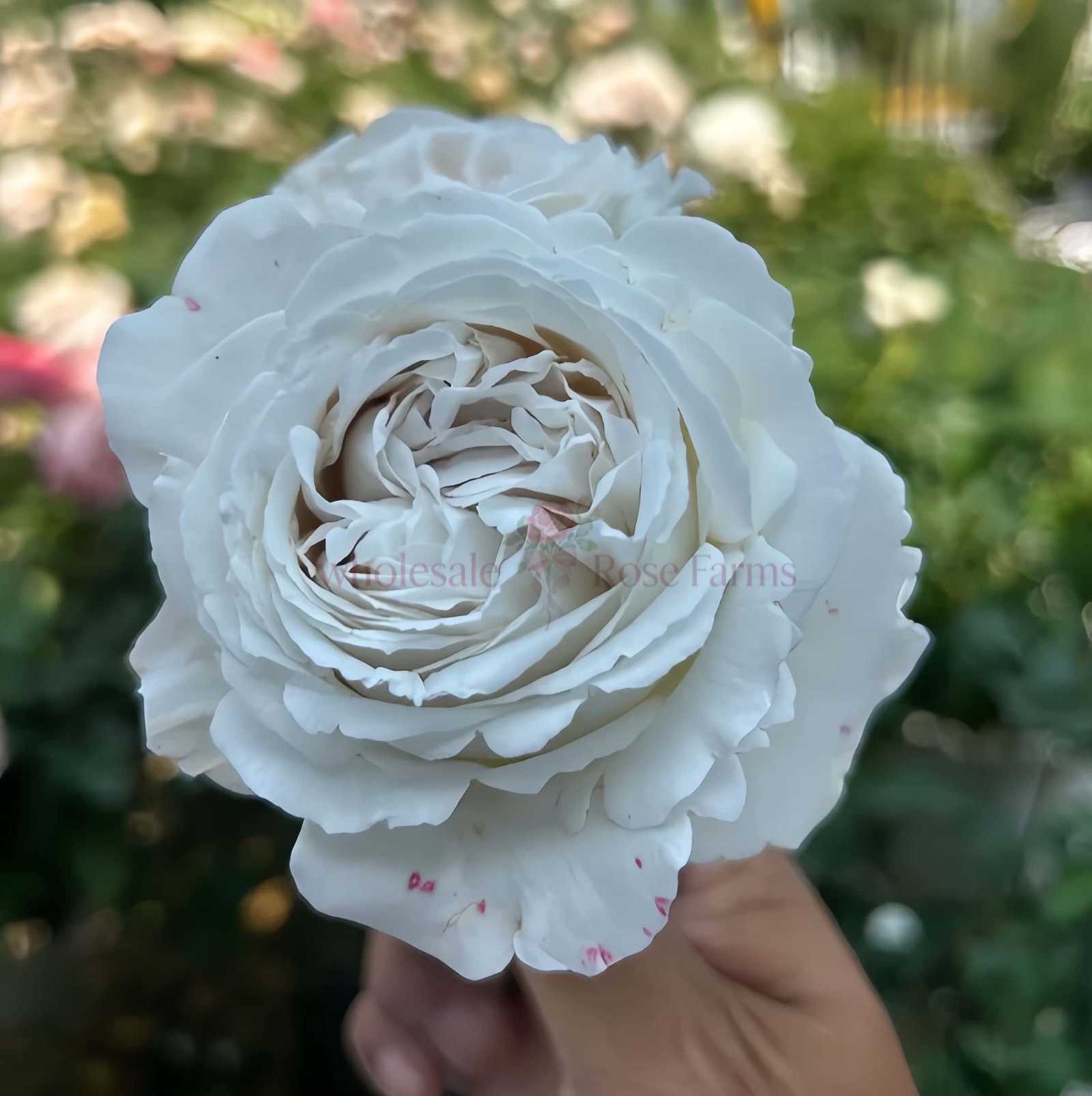 Anna Pavlova Rose plant丨Wholesale Rose Farms