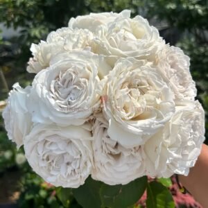 Anna Pavlova Rose丨Wholesale Rose Farms