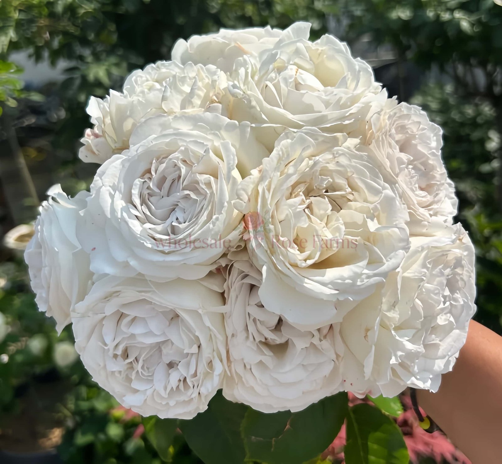 Anna Pavlova Rose丨Wholesale Rose Farms