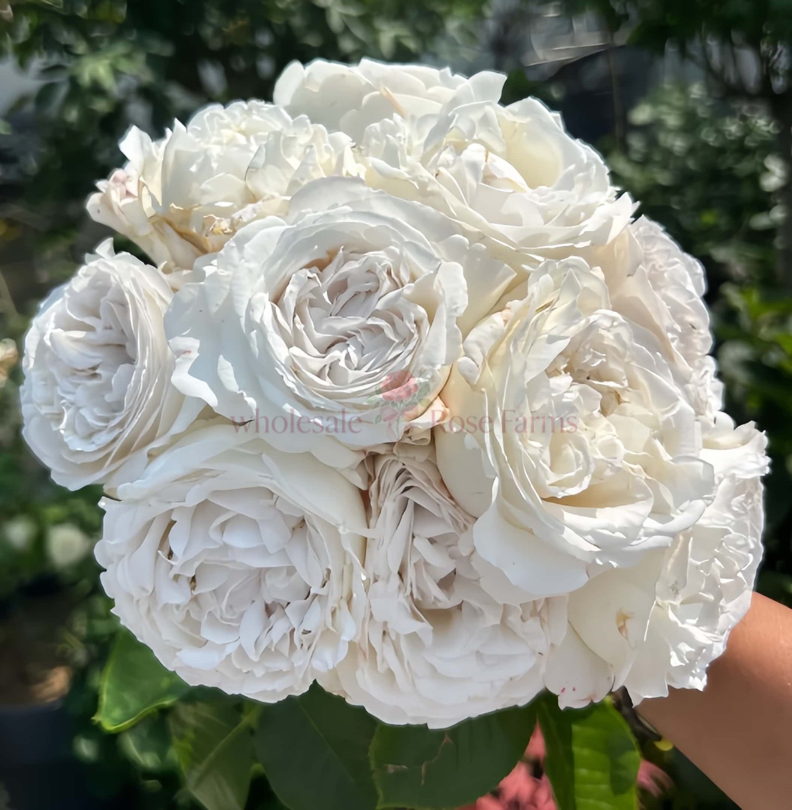 Anna Pavlova Rose for Wholesale丨Wholesale Rose Farms