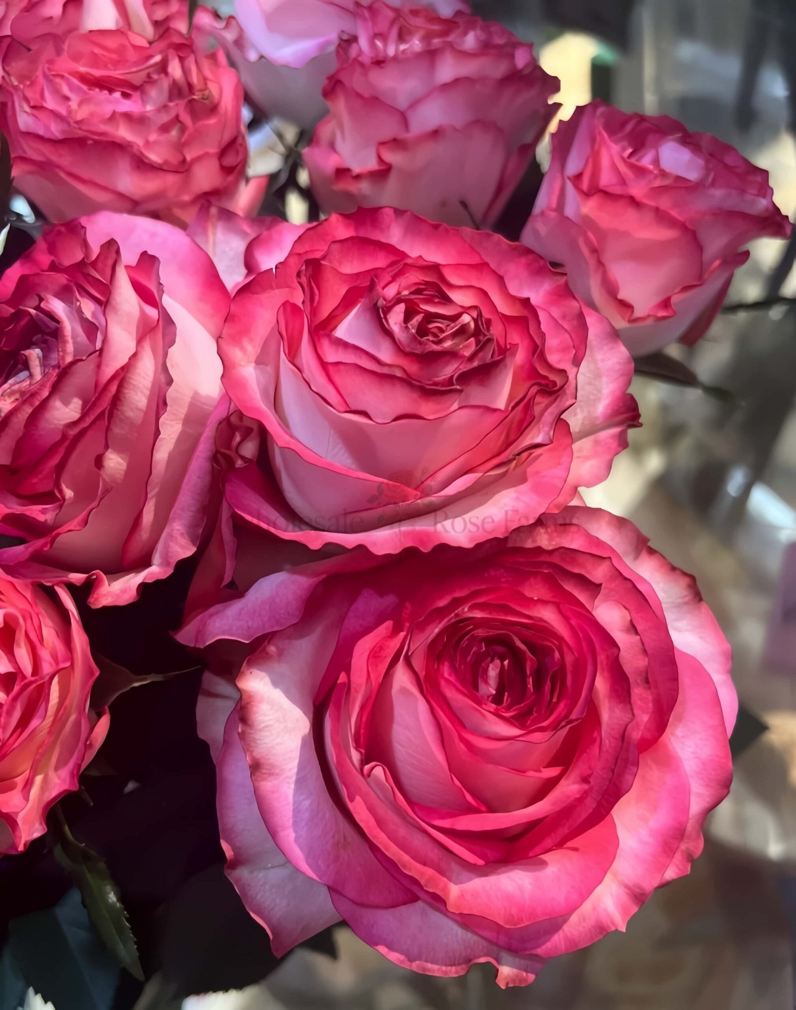 Binghong Siro Rose plant丨Wholesale Rose Farms