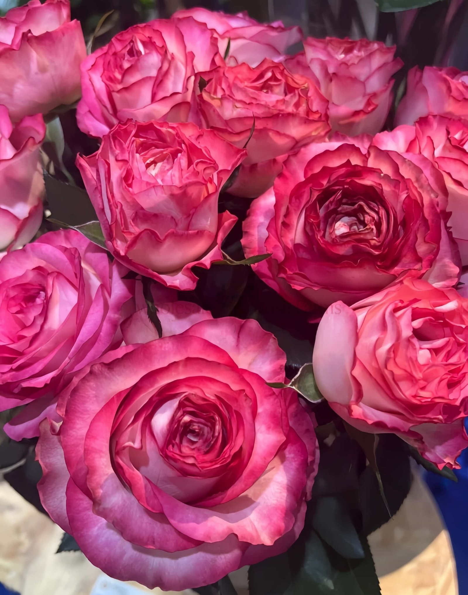 Binghong Siro Rose丨Wholesale Rose Farms