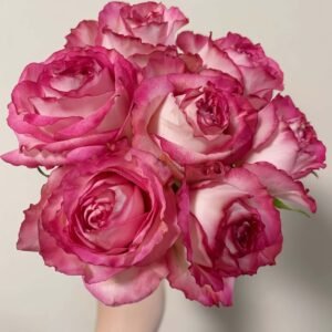 Binghong Siro Rose for Wholesale丨Wholesale Rose Farms