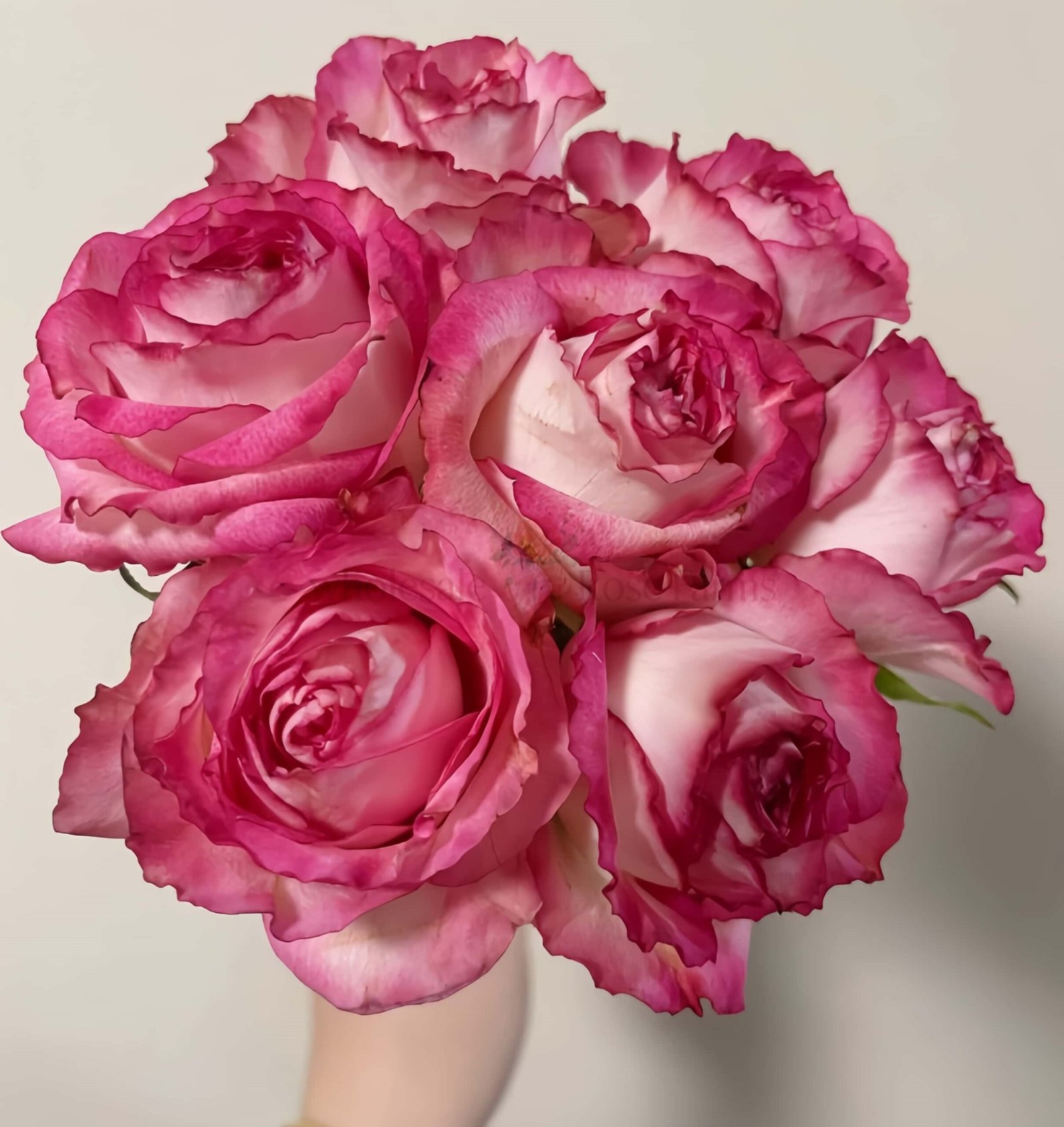 Binghong Siro Rose for Wholesale丨Wholesale Rose Farms