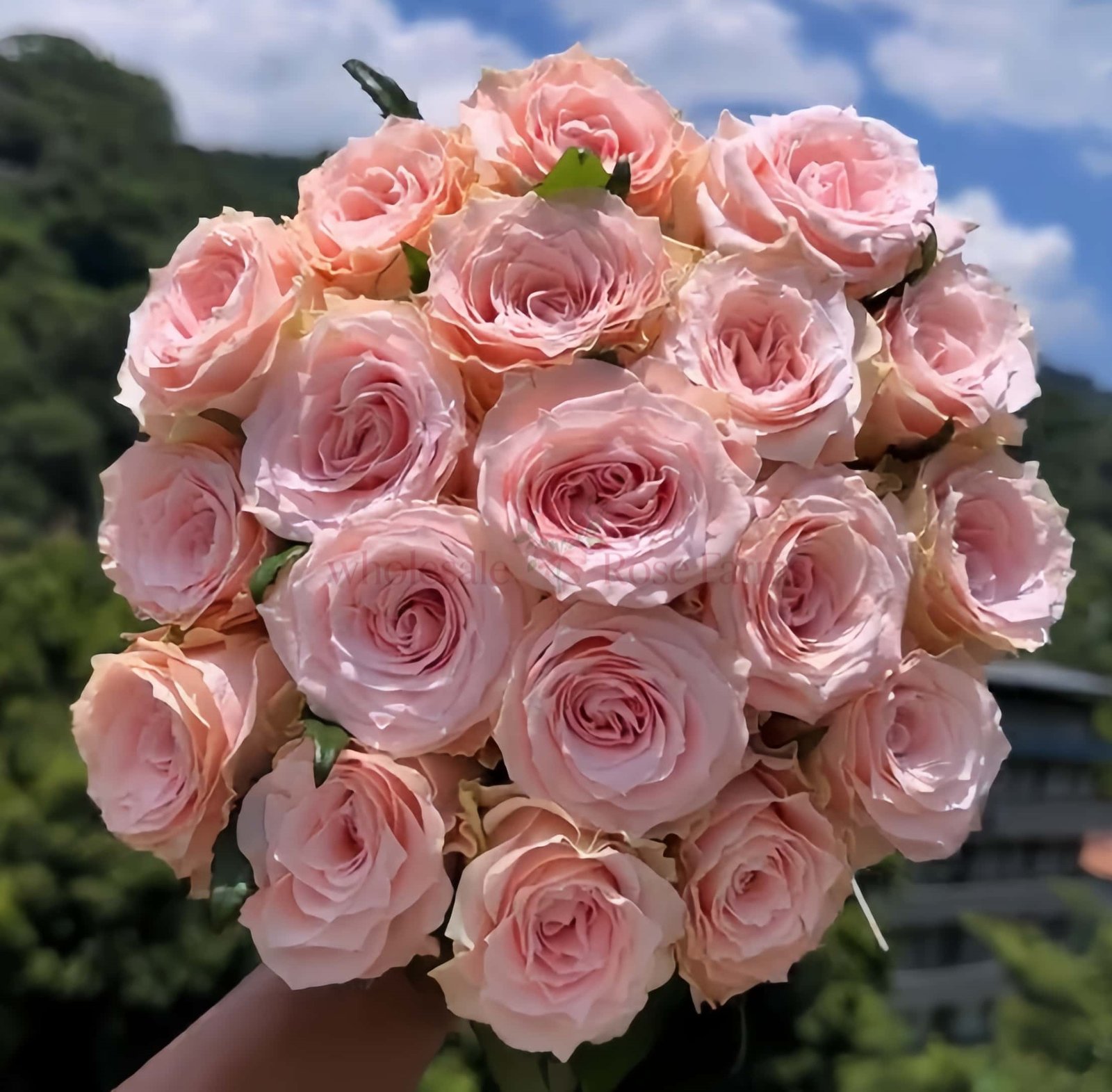 Champagner Rose plant丨Wholesale Rose Farms