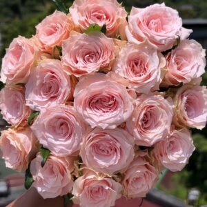 Champagner Rose丨Wholesale Rose Farms