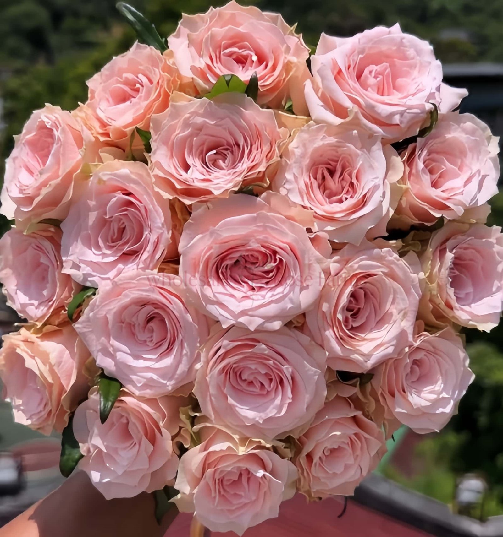 Champagner Rose丨Wholesale Rose Farms