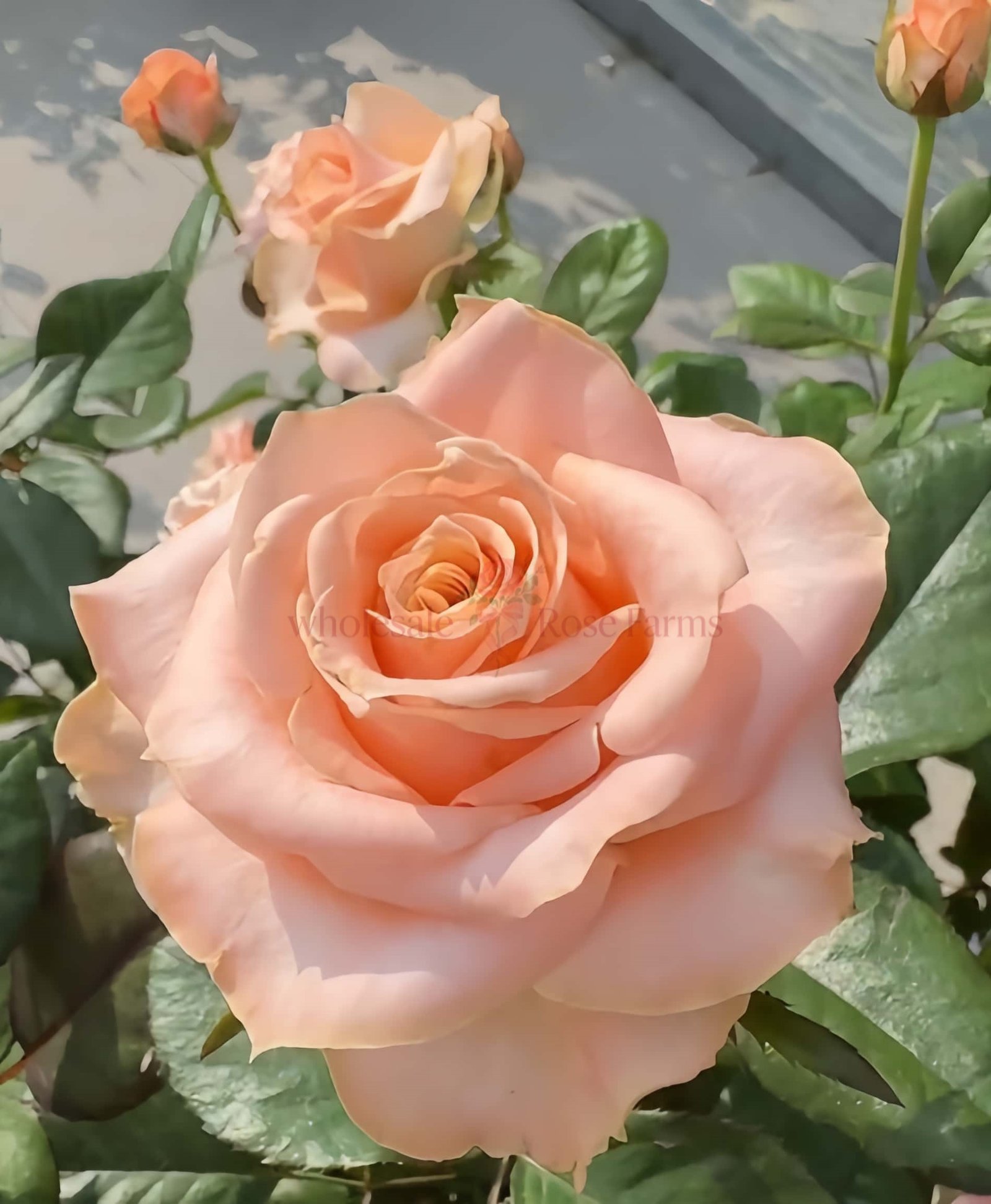 Champagner Rose for Wholesale丨Wholesale Rose Farms