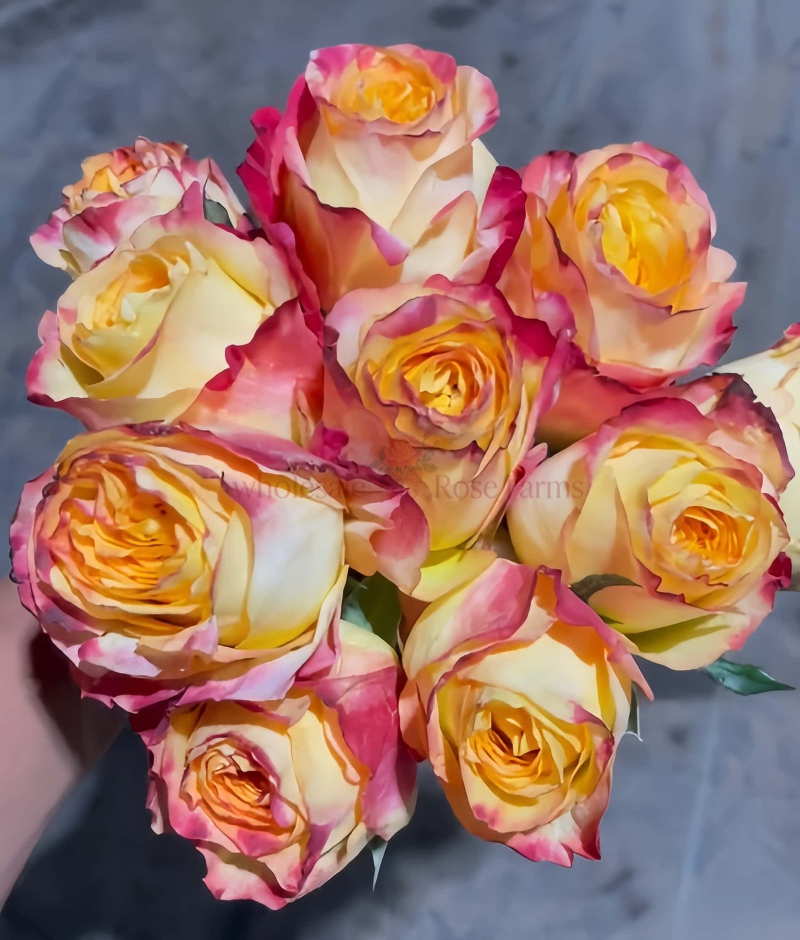 Chapeau Rose plant丨Wholesale Rose Farms