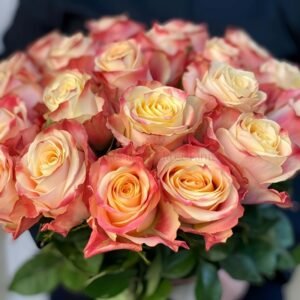 Chapeau Rose丨Wholesale Rose Farms