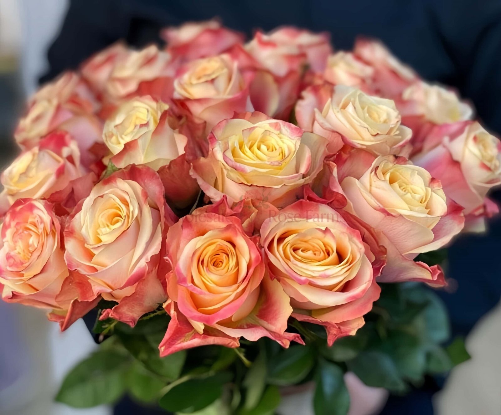 Chapeau Rose丨Wholesale Rose Farms