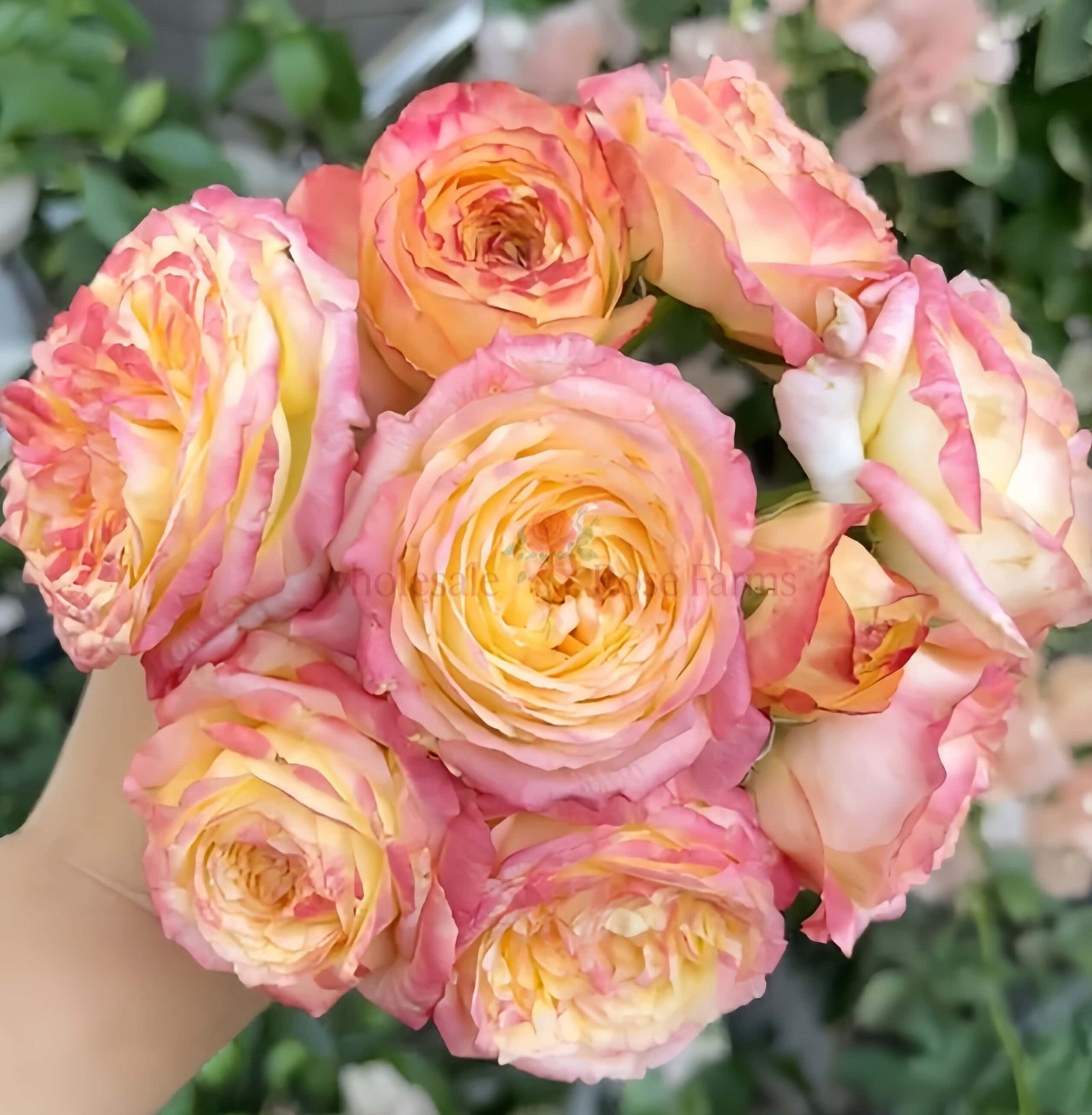 Chapeau Rose for Wholesale丨Wholesale Rose Farms