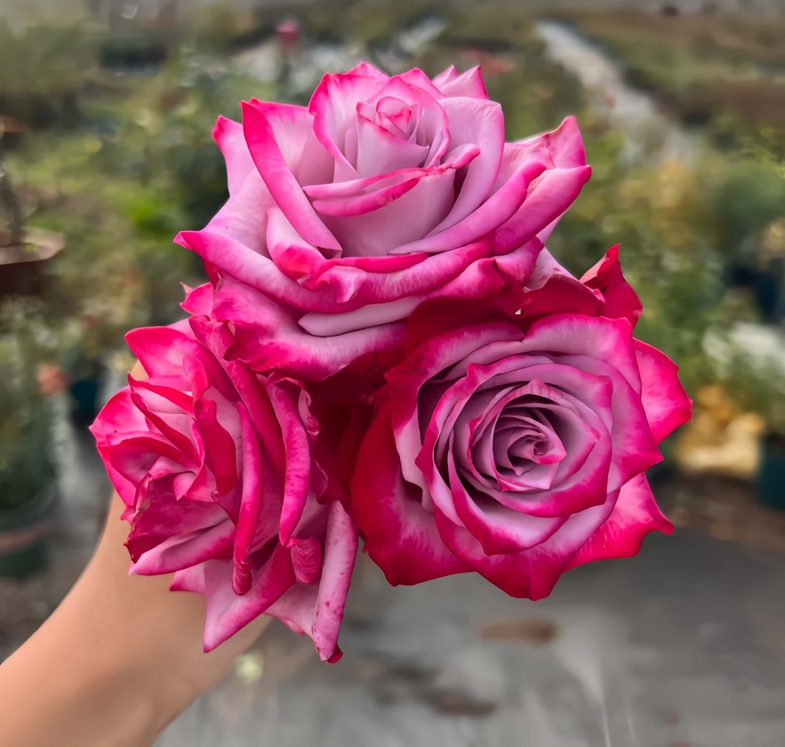 Deep Purple Rose plant丨Wholesale Rose Farms
