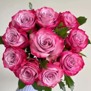 Deep Purple Rose丨Wholesale Rose Farms