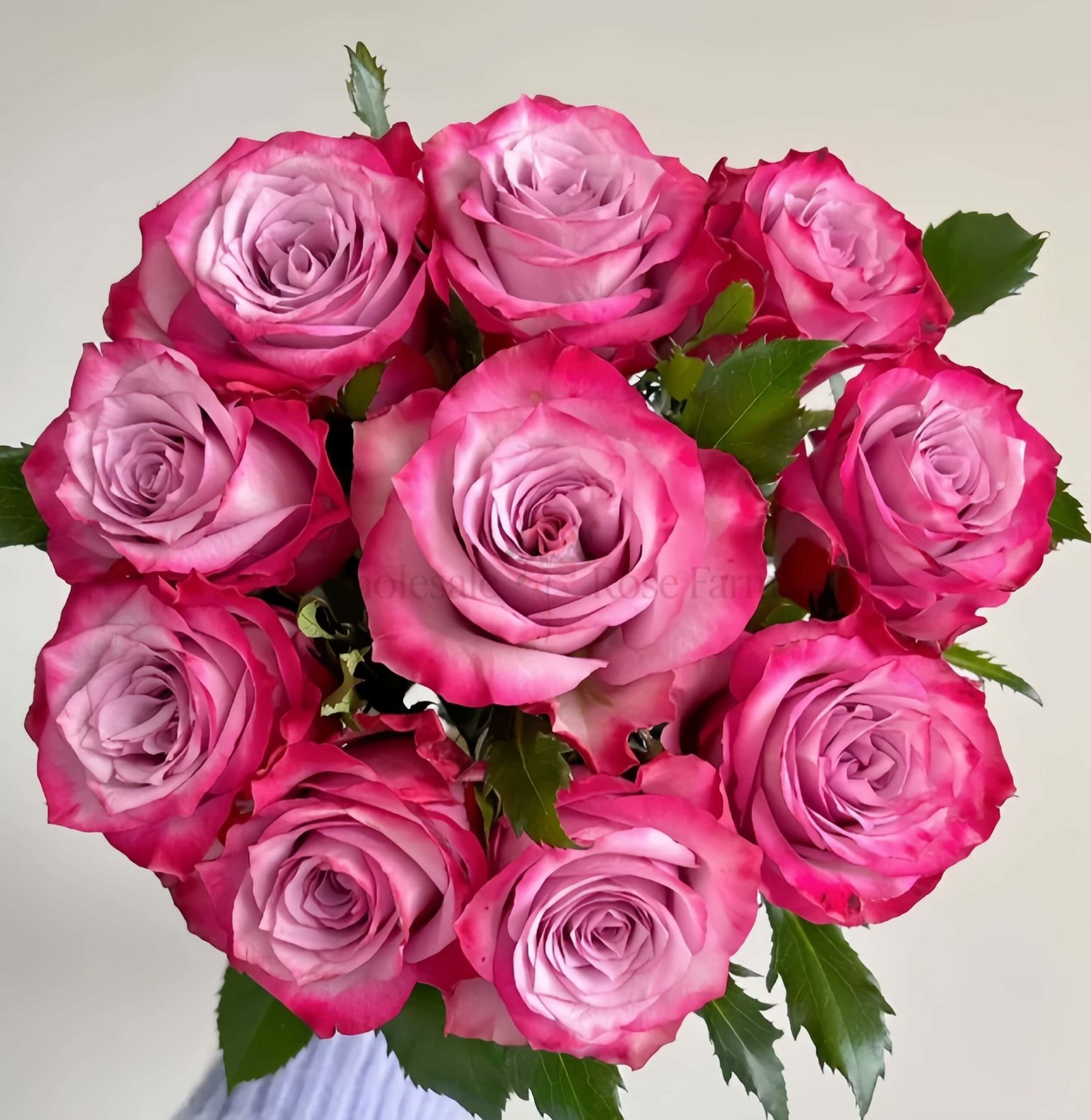Deep Purple Rose丨Wholesale Rose Farms