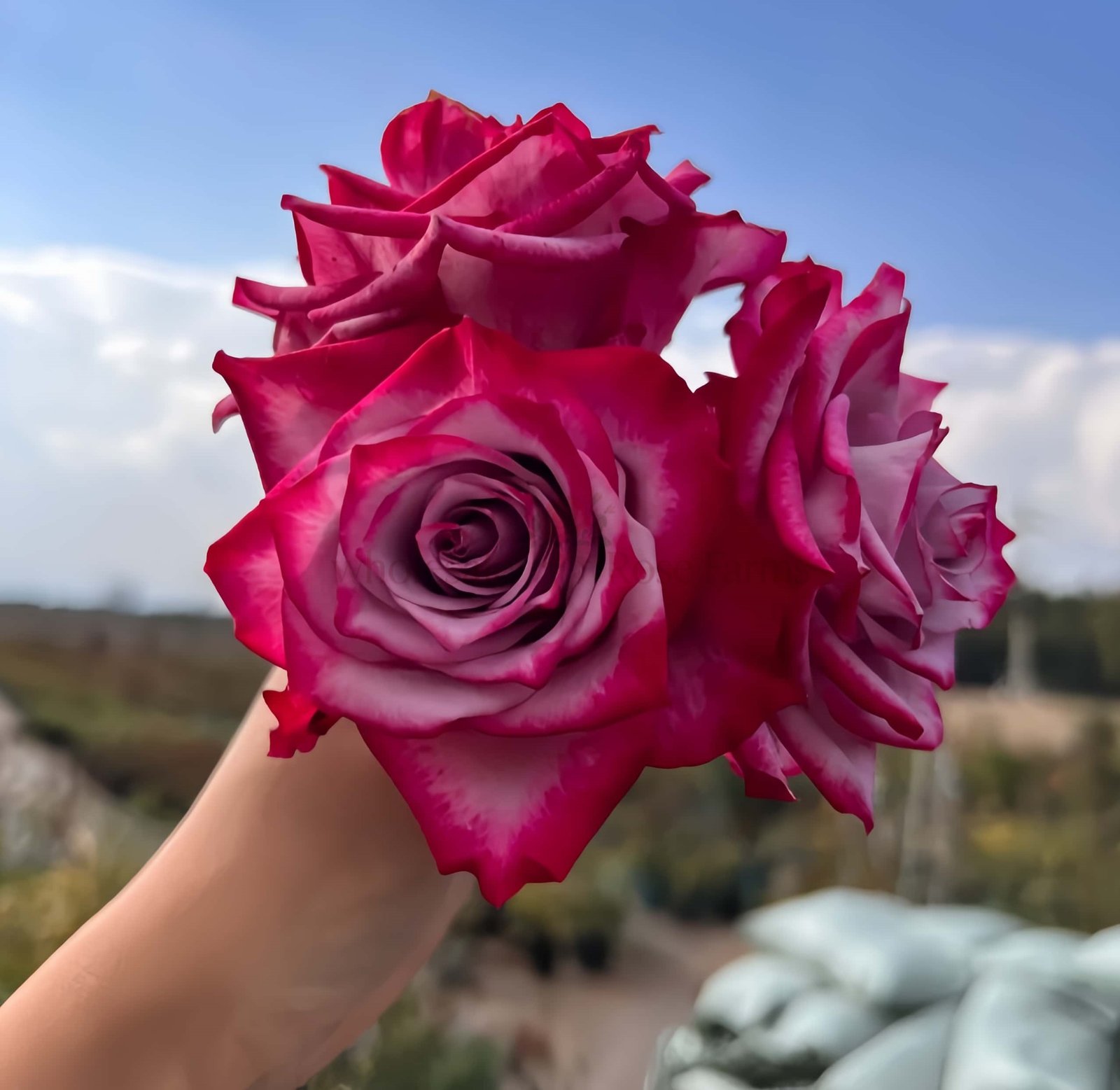 Deep Purple Rose for Wholesale丨Wholesale Rose Farms