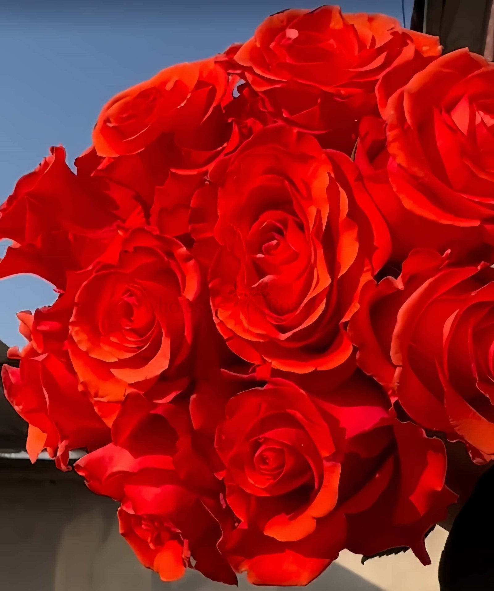Dragon Tale Rose plant丨Wholesale Rose Farms