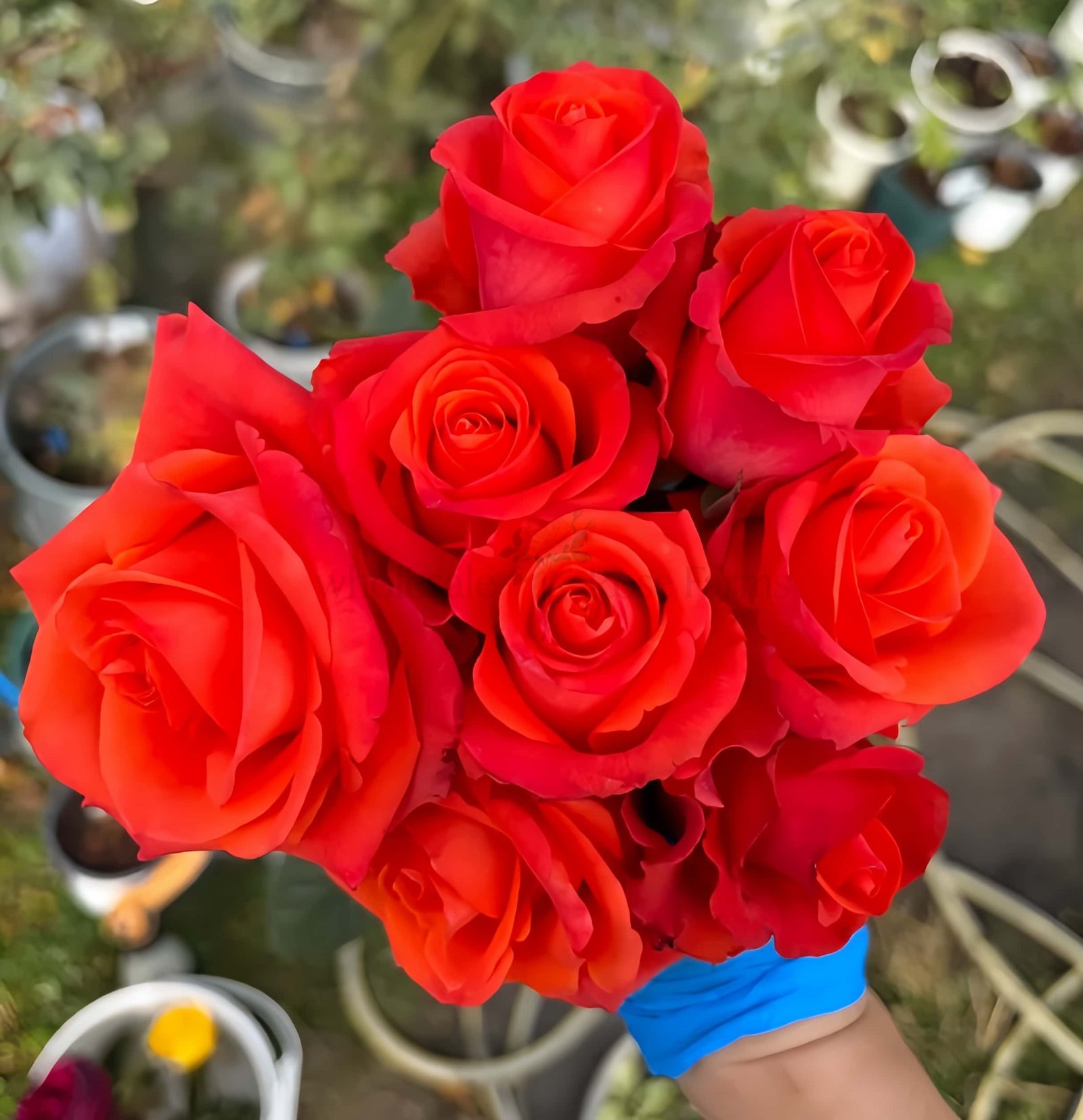 Dragon Tale Rose for Wholesale丨Wholesale Rose Farms