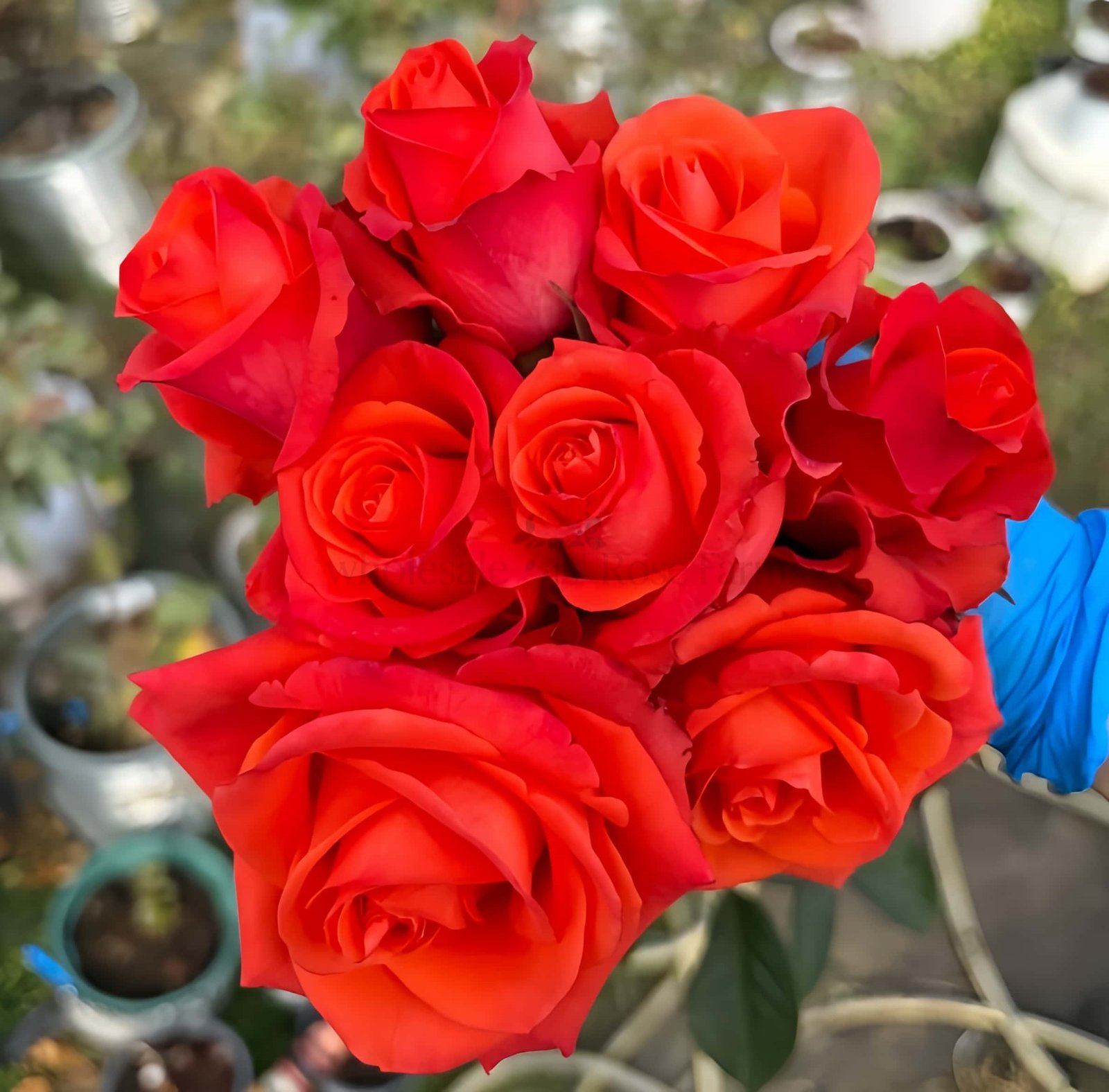 Dragon Tale Rose丨Wholesale Rose Farms