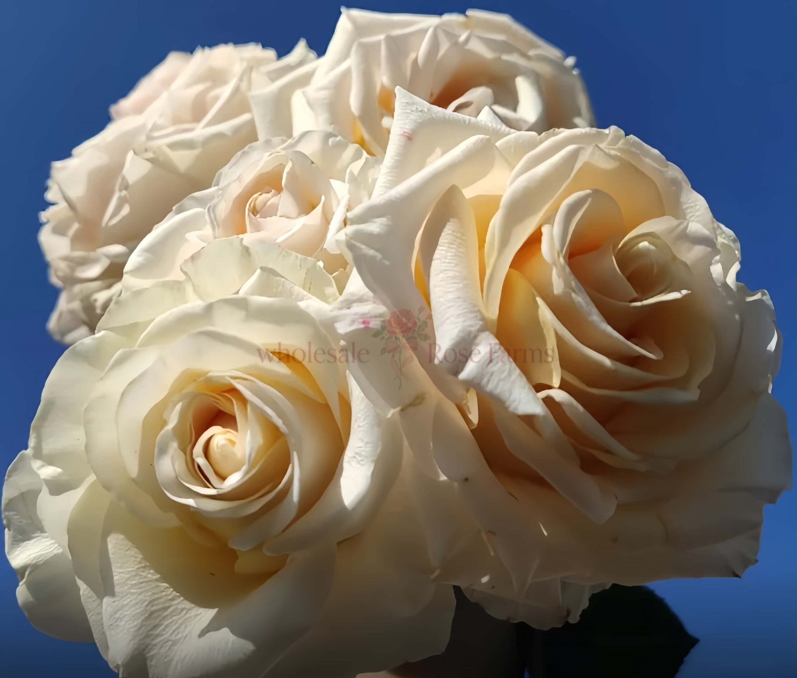 Ghobi Rose for Wholesale丨Wholesale Rose Farms
