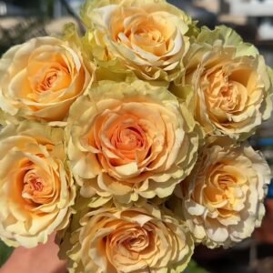 Ghobi Rose plant丨Wholesale Rose Farms