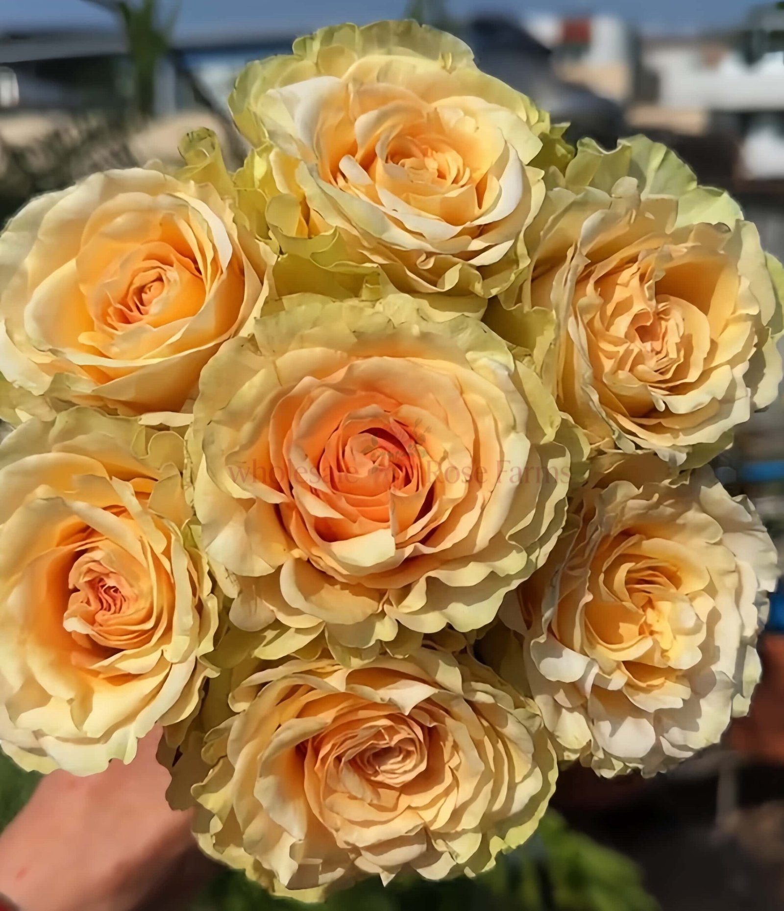 Ghobi Rose plant丨Wholesale Rose Farms
