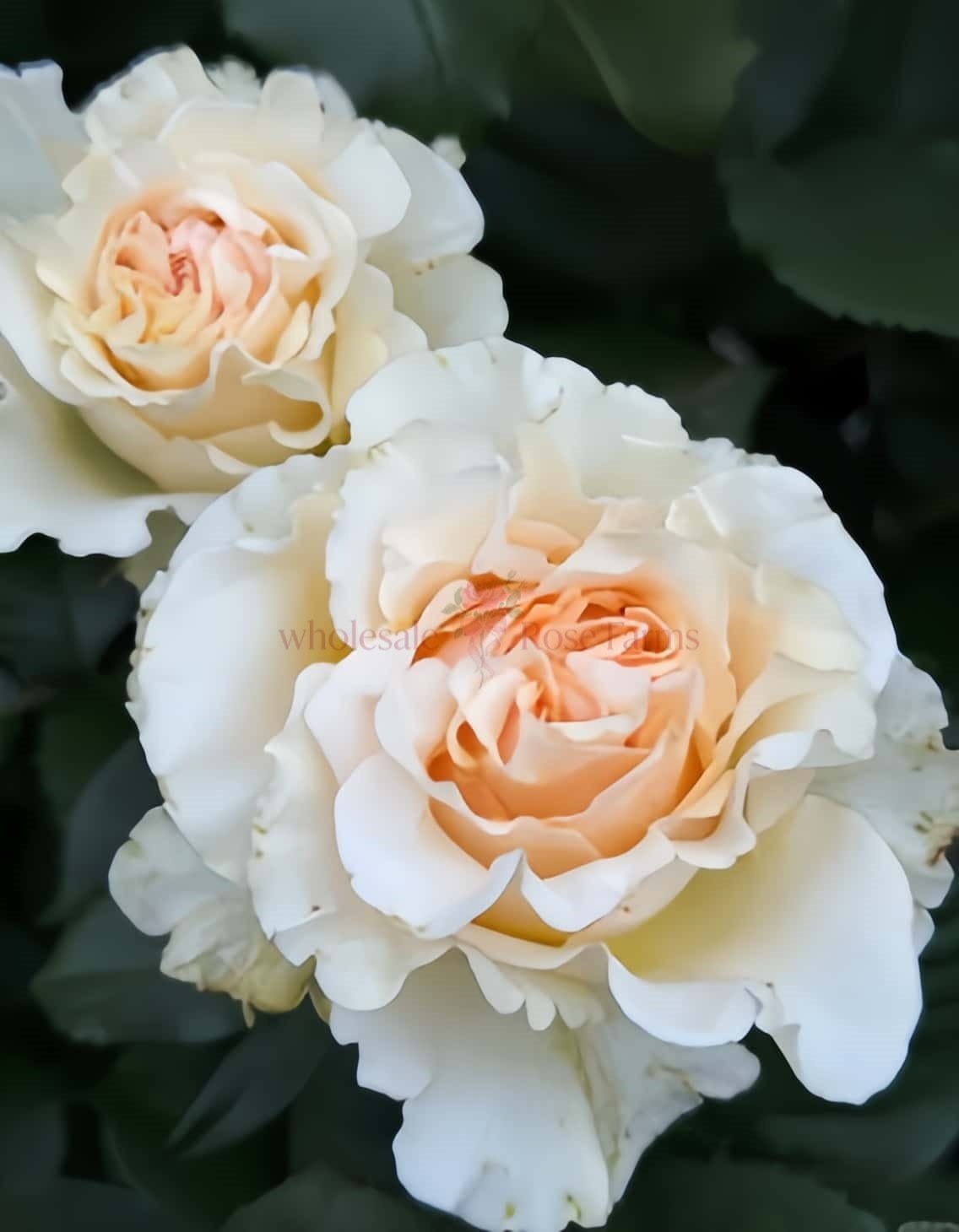 Ghobi Rose丨Wholesale Rose Farms
