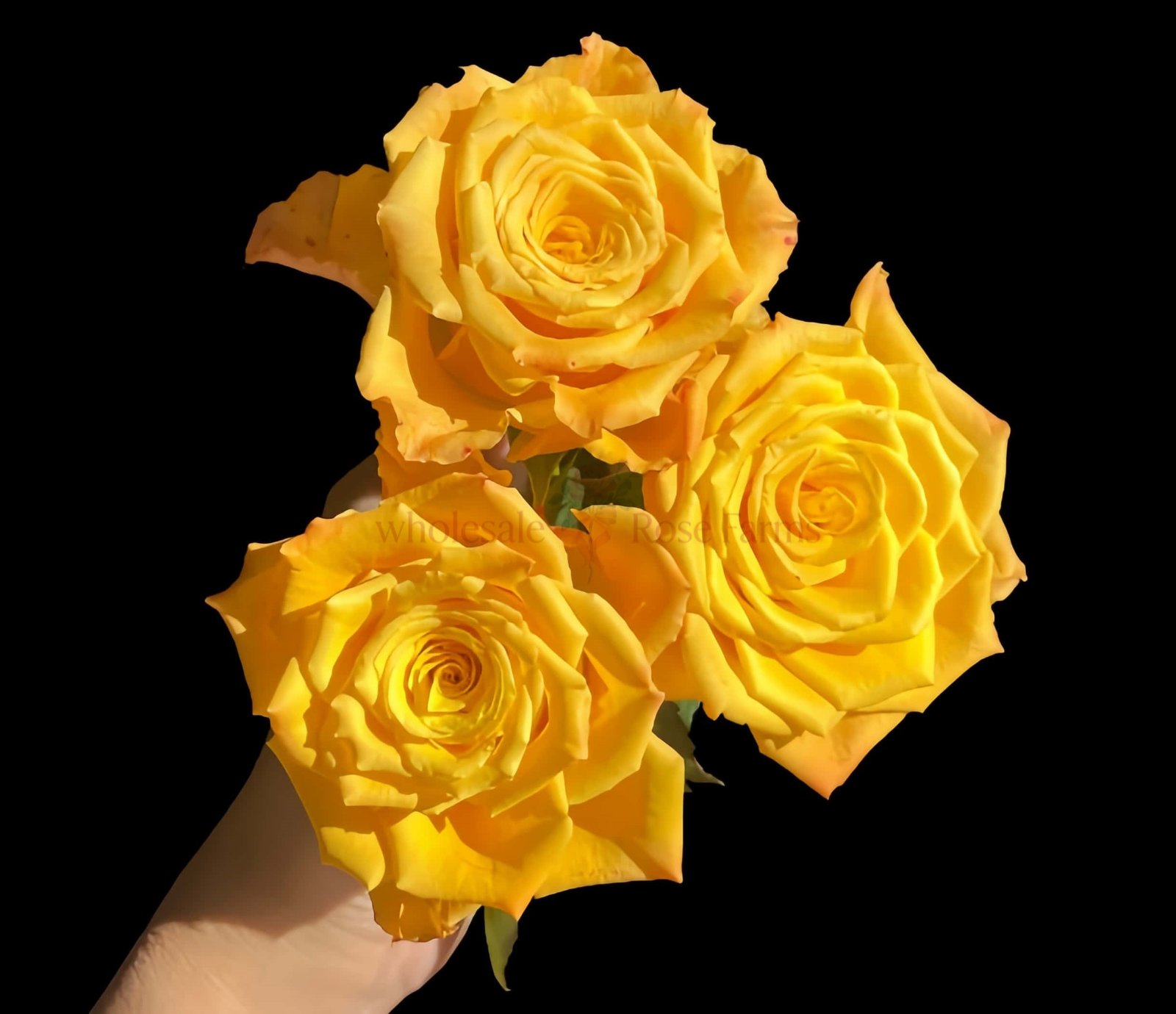 GoldCoast Rose plant丨Wholesale Rose Farms