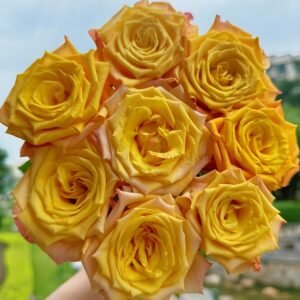 GoldCoast Rose丨Wholesale Rose Farms