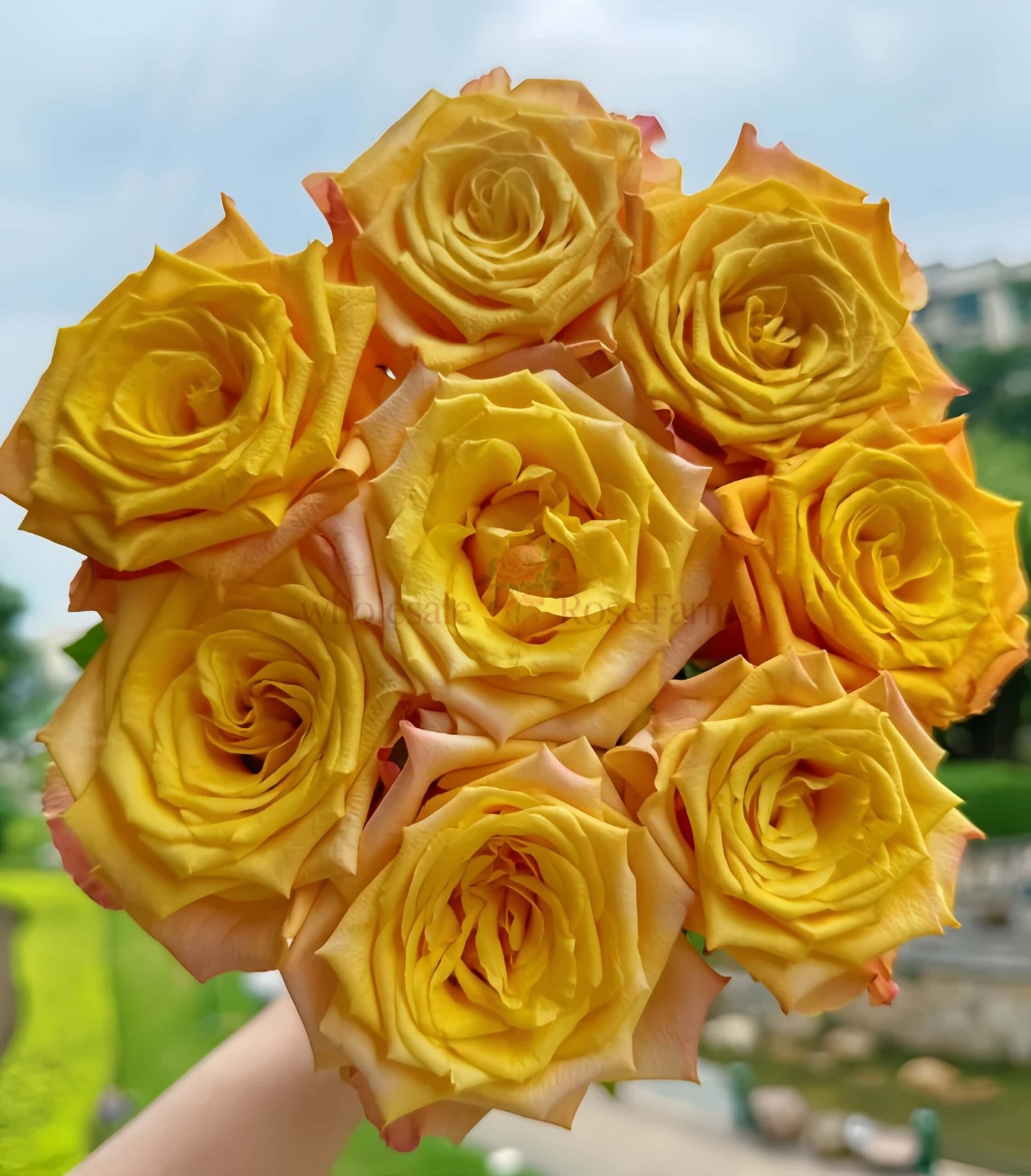 GoldCoast Rose丨Wholesale Rose Farms