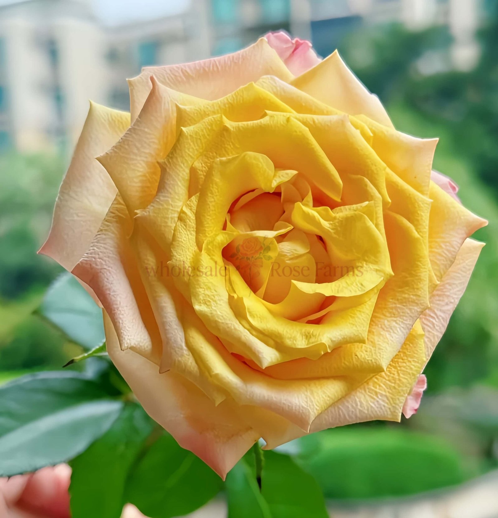 GoldCoast Rose for Wholesale丨Wholesale Rose Farms