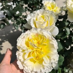 Liuxinsu Rose plant丨Wholesale Rose Farms