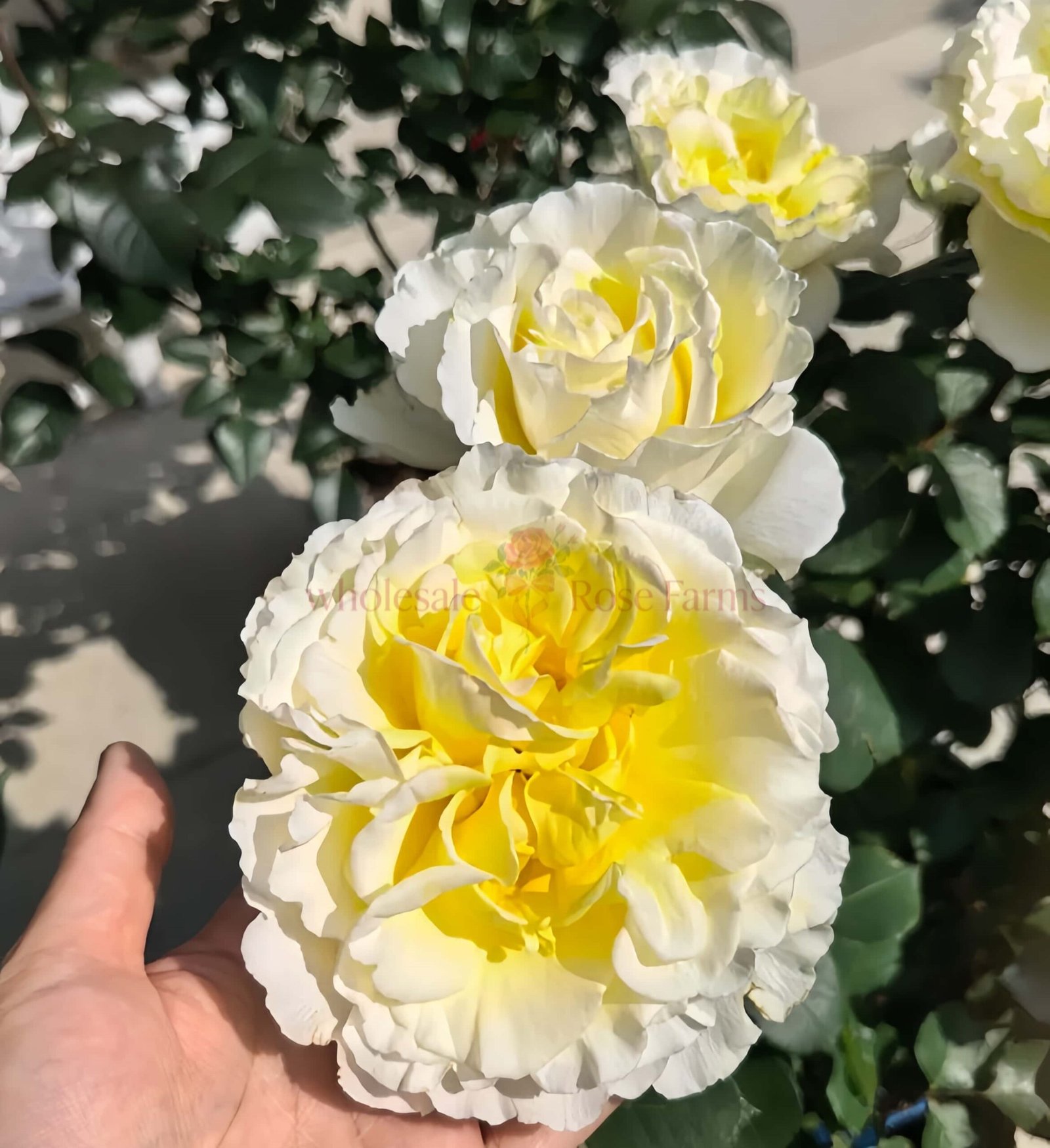 Liuxinsu Rose plant丨Wholesale Rose Farms