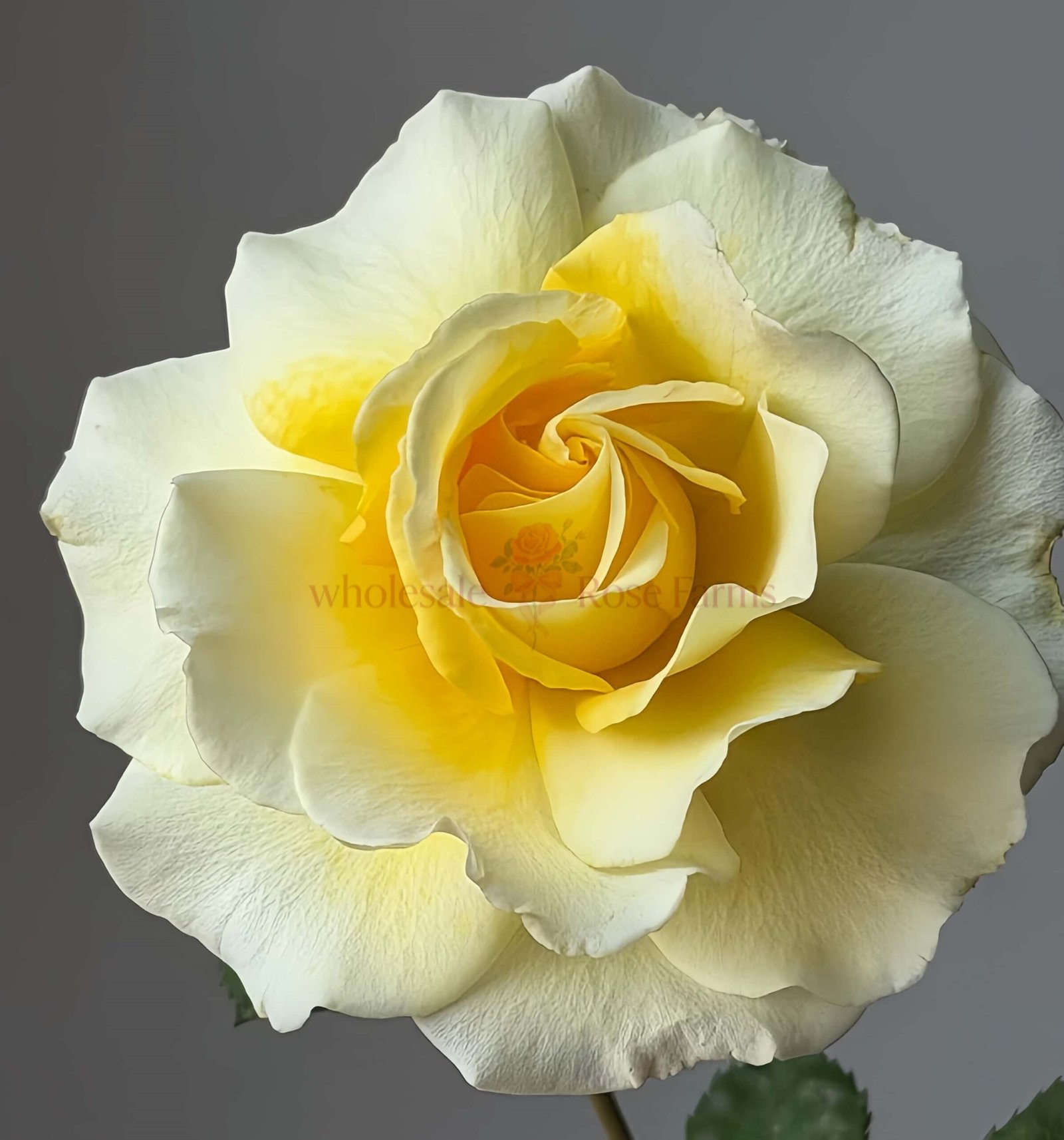 Liuxinsu Rose丨Wholesale Rose Farms