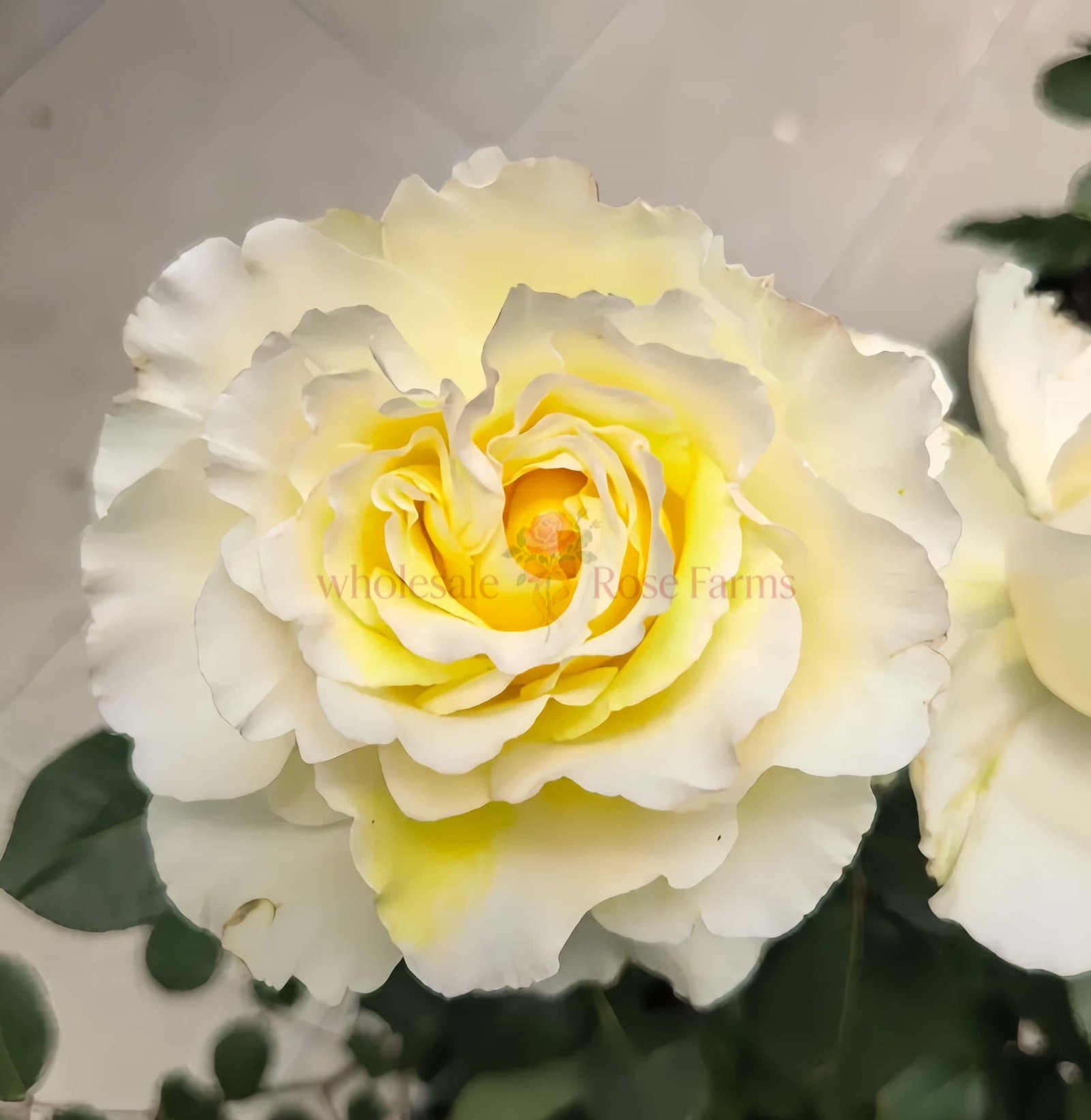 Liuxinsu Rose for Wholesale丨Wholesale Rose Farms