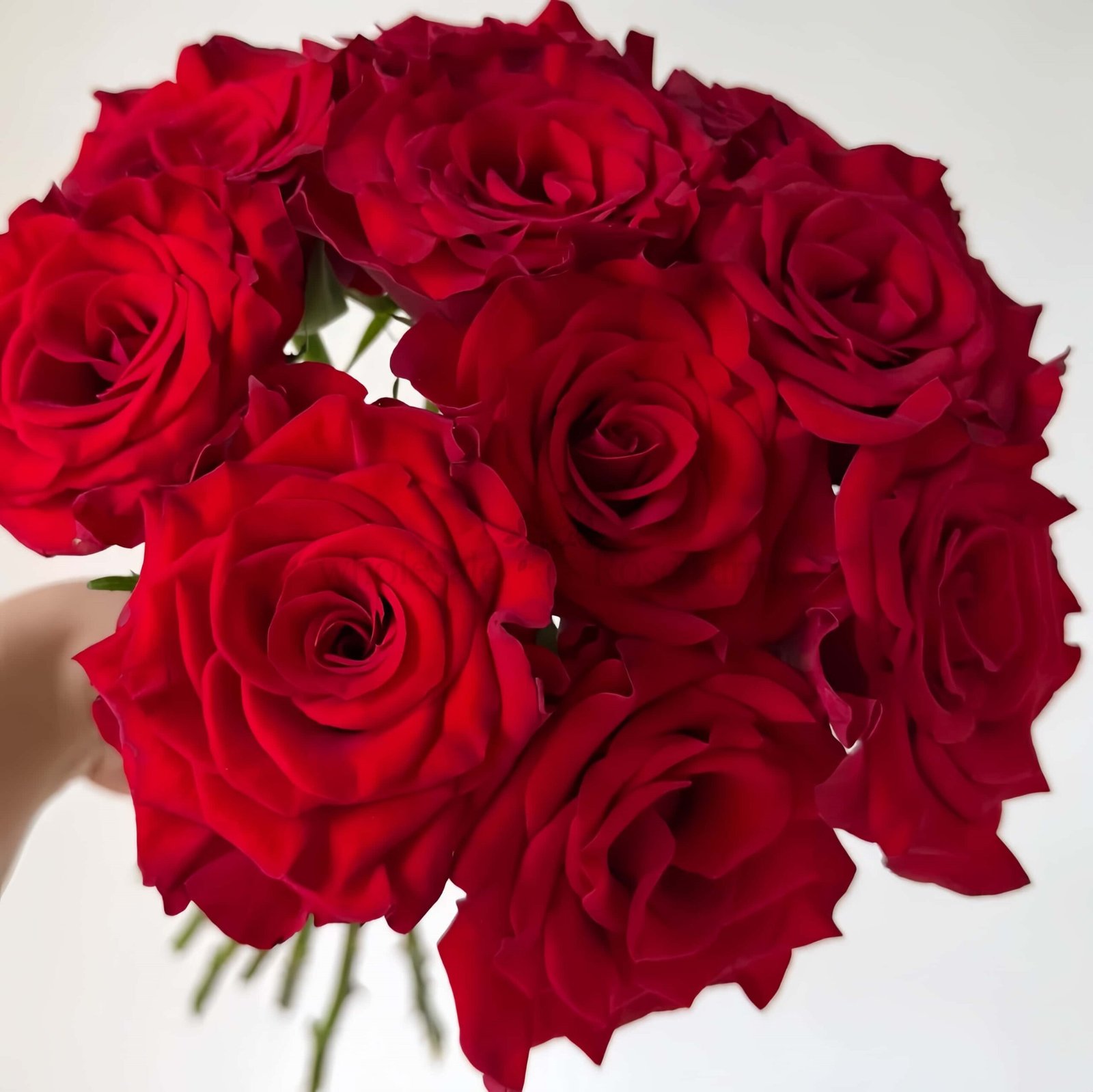 Mamma Mia Rose plant丨Wholesale Rose Farms