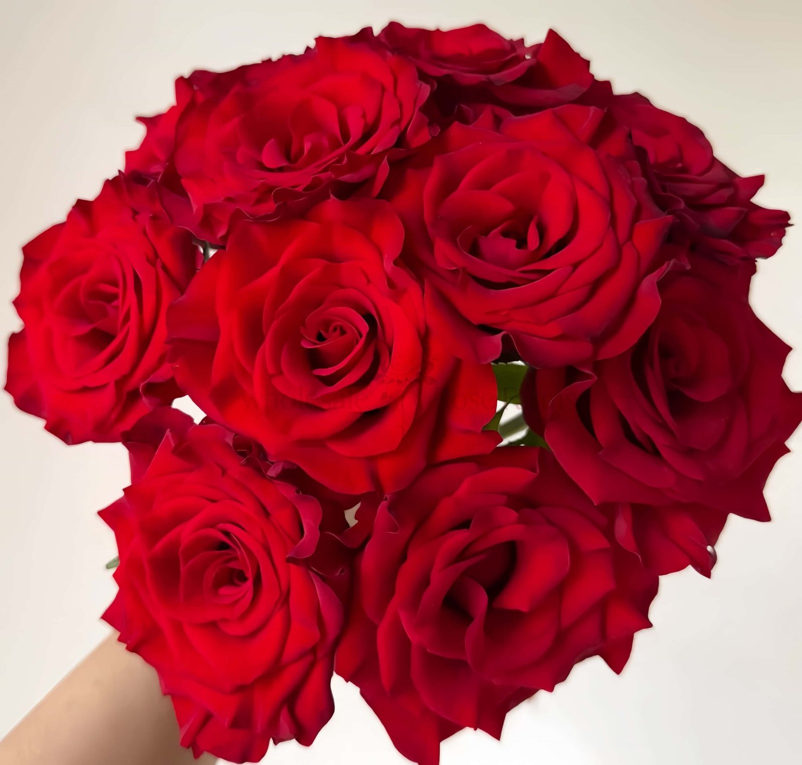 Mamma Mia Rose丨Wholesale Rose Farms