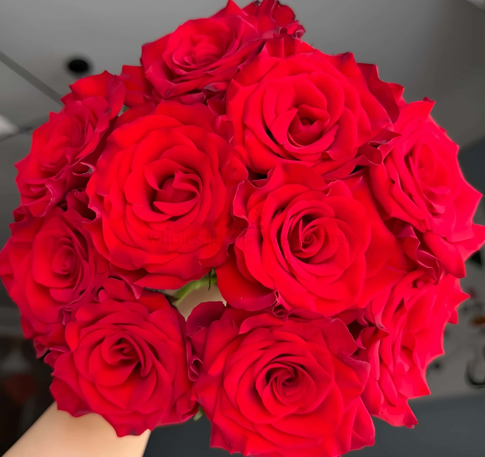 Mamma Mia Rose for Wholesale丨Wholesale Rose Farms