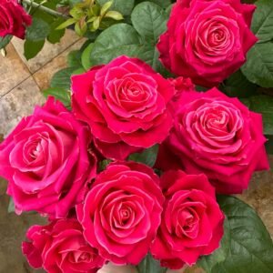 Movie Star Rose plant丨Wholesale Rose Farms