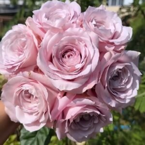Norma Jean Rose plant丨Wholesale Rose Farms