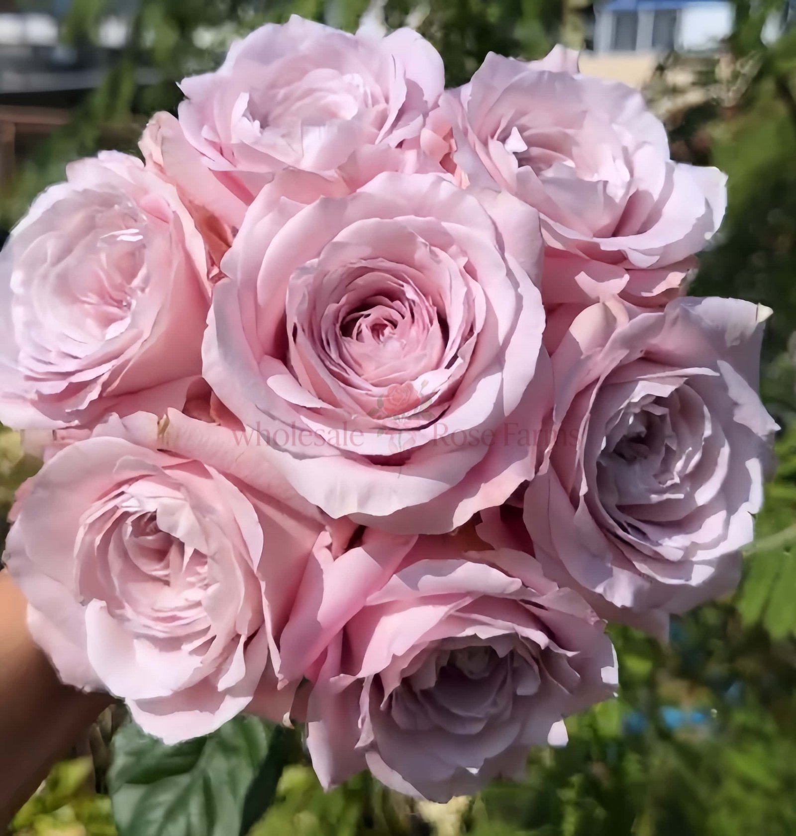 Norma Jean Rose plant丨Wholesale Rose Farms